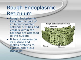 Bio cell project | PPTX