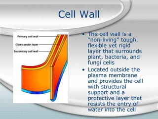 Bio cell project | PPTX