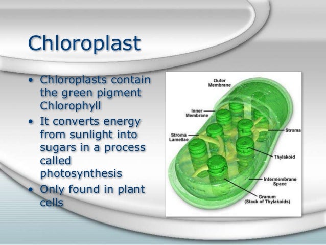 mitochondria analogy