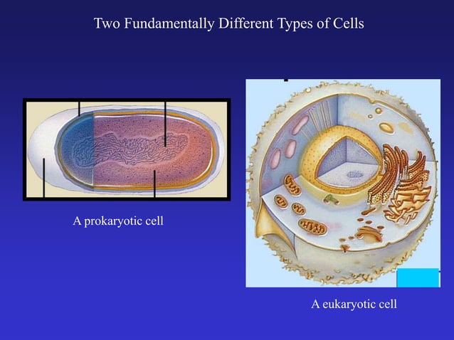 bio_cells_1_.ppt
