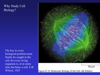 The key to every
biological problem must
finally be sought in the
cell, for every living
organism is, or at some
time has been, a cell. E.B.
Wilson, 1925
Why Study Cell
Biology?
 