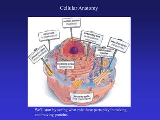 Cellular Anatomy
We’ll start by seeing what role these parts play in making
and moving proteins.
 
