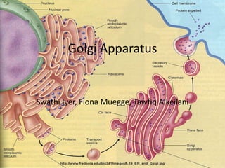 Golgi Apparatus Swathi Iyer, Fiona Muegge, TawfiqAlkeilani 