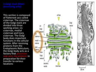Bio cell survivor | PPTX