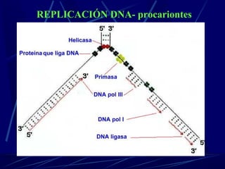 REPLICACIÓN DNA- procariontes
 