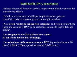 Replicación DNA eucariontes
-Existen algunas diferencias, dada la mayor complejidad y tamaño del
genoma eucariótico.
-Debido a la existencia de múltiples replicones en el genoma
eucariótico existen tantos orígenes como replicones hay
-No existen rondas de replicación solapadas la división celular tiene
lugar una vez que el DNA se ha replicado, durante la fase S del ciclo
celular.
-Los fragmentos de Okazaki son mas cortos.
El control es mucho más complejo.
-Los cebadores están compuestos por RNA (aproximadamente 10
bases) y DNA (iDNA, aproximadamente 20-30 bases).
 