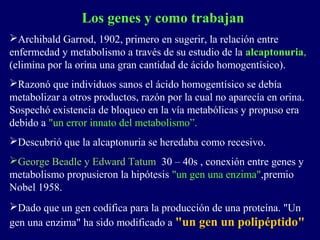 Los genes y como trabajan
Archibald Garrod, 1902, primero en sugerir, la relación entre
enfermedad y metabolismo a través de su estudio de la alcaptonuria,
(elimina por la orina una gran cantidad de ácido homogentísico).
Razonó que individuos sanos el ácido homogentísico se debía
metabolizar a otros productos, razón por la cual no aparecía en orina.
Sospechó existencia de bloqueo en la vía metabólicas y propuso era
debido a "un error innato del metabolismo”.
Descubrió que la alcaptonuria se heredaba como recesivo.
George Beadle y Edward Tatum 30 – 40s , conexión entre genes y
metabolismo propusieron la hipótesis "un gen una enzima",premio
Nobel 1958.
Dado que un gen codifica para la producción de una proteína. "Un
gen una enzima" ha sido modificado a "un gen un polipéptido"
 