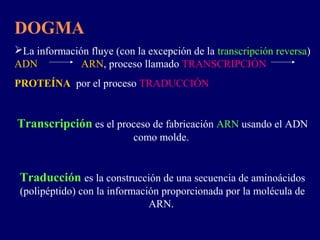 DOGMA
La información fluye (con la excepción de la transcripción reversa)
ADN           ARN, proceso llamado TRANSCRIPCIÓN
PROTEÍNA por el proceso TRADUCCIÓN


Transcripción es el proceso de fabricación ARN usando el ADN
                           como molde.


 Traducción es la construcción de una secuencia de aminoácidos
 (polipéptido) con la información proporcionada por la molécula de
                               ARN.
 