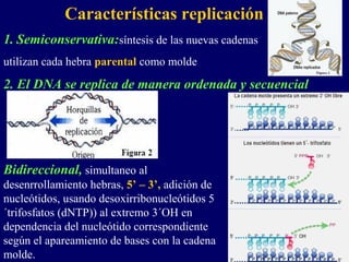 Características replicación
1. Semiconservativa:síntesis de las nuevas cadenas
utilizan cada hebra parental como molde
2. El DNA se replica de manera ordenada y secuencial




Bidireccional, simultaneo al
desenrrollamiento hebras, 5’ – 3’, adición de
nucleótidos, usando desoxirribonucleótidos 5
´trifosfatos (dNTP)) al extremo 3´OH en
dependencia del nucleótido correspondiente
según el apareamiento de bases con la cadena
molde.
 