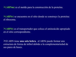 (ARNm) es el molde para la construcción de la proteína.


(ARNr) se encuentra en el sitio donde se construye la proteína:
el ribosoma.


(ARNt) es el transportador que coloca el aminoácido apropiado
en el sitio correspondiente.


El ARN tiene una sola hebra, el ARNt puede formar una
estructura de forma de trébol debido a la complementariedad de
sus pares de bases.
 