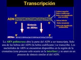 La ARN polimerasa abre la parte del ADN a ser transcripta. Solo
una de las hebras del ADN (la hebra codificante ) se transcribe. Los
  nucleótidos de ARN se encuentran disponibles en la región de la
cromatina (este proceso solo ocurre en la interfase) y se unen en un
              proceso de síntesis similar al del ADN.
 