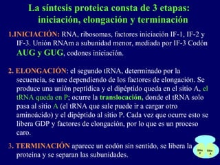 La síntesis proteica consta de 3 etapas:
        iniciación, elongación y terminación
1.INICIACIÓN: RNA, ribosomas, factores iniciación IF-1, IF-2 y
   IF-3. Unión RNAm a subunidad menor, mediada por IF-3 Codón
   AUG y GUG, codones iniciación.

2. ELONGACIÓN: el segundo tRNA, determinado por la
   secuencia, se une dependiendo de los factores de elongación. Se
   produce una unión peptídica y el dipéptido queda en el sitio A, el
   tRNA queda en P; ocurre la translocación, donde el tRNA solo
   pasa al sitio A (el tRNA que sale puede ir a cargar otro
   aminoácido) y el dipéptido al sitio P. Cada vez que ocurre esto se
   libera GDP y factores de elongación, por lo que es un proceso
   caro.
3. TERMINACIÓN aparece un codón sin sentido, se libera la
   proteína y se separan las subunidades.
 