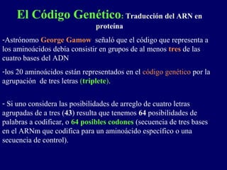 El Código Genético: Traducción del ARN en
                              proteína
-Astrónomo George Gamow señaló que el código que representa a
los aminoácidos debía consistir en grupos de al menos tres de las
cuatro bases del ADN
-los 20 aminoácidos están representados en el código genético por la
agrupación de tres letras (triplete).

- Si uno considera las posibilidades de arreglo de cuatro letras
agrupadas de a tres (43) resulta que tenemos 64 posibilidades de
palabras a codificar, o 64 posibles codones (secuencia de tres bases
en el ARNm que codifica para un aminoácido específico o una
secuencia de control).
 
