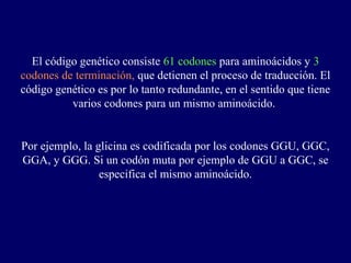 El código genético consiste 61 codones para aminoácidos y 3
codones de terminación, que detienen el proceso de traducción. El
código genético es por lo tanto redundante, en el sentido que tiene
          varios codones para un mismo aminoácido.


Por ejemplo, la glicina es codificada por los codones GGU, GGC,
GGA, y GGG. Si un codón muta por ejemplo de GGU a GGC, se
                 especifica el mismo aminoácido.
 