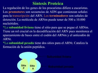 Síntesis Proteica
La regulación de los genes de los procariotas difiere a eucariotas.
Los promotores son secuencias de ADN que comienzan señales
para la transcripción del ARN. Los terminadores son señales de
detención. La molécula de ARNm puede tener de 500 a 10.000
nucleótidos.
*La subunidad liviana tiene el sitio para que se pegue el ARNm.
Tiene un rol crucial en la decodificación del ARN pues monitorea el
apareamiento de bases entre el codón del ARNm y el anticodón de
ARNt.
*La subunidad pesada tiene dos sitios para el ARNt. Cataliza la
formación de la unión peptídica.
 