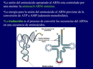 •La unión del aminoácido apropiado al ARNt esta controlado por
una enzima: la aminoacil-ARNt sintetasa.
•La energía para la unión del aminoácido al ARNt proviene de la
conversión de ATP a AMP (adenosín-monofosfato).
•La traducción es el proceso de convertir las secuencias del ARNm
en una secuencia de aminoácidos.
 