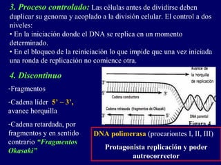 3. Proceso controlado: Las células antes de dividirse deben
duplicar su genoma y acoplado a la división celular. El control a dos
niveles:
• En la iniciación donde el DNA se replica en un momento
determinado.
• En el bloqueo de la reiniciación lo que impide que una vez iniciada
una ronda de replicación no comience otra.

4. Discontinuo
-Fragmentos
-Cadena líder 5’ – 3’,
avance horquilla
-Cadena retardada, por
fragmentos y en sentido     DNA polimerasa (procariontes I, II, III)
contrario “Fragmentos
Okasaki”                        Protagonista replicación y poder
                                        autrocorrector
 