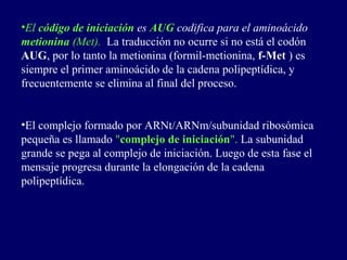 •El código de iniciación es AUG codifica para el aminoácido
metionina (Met). La traducción no ocurre si no está el codón
AUG, por lo tanto la metionina (formil-metionina, f-Met ) es
siempre el primer aminoácido de la cadena polipeptídica, y
frecuentemente se elimina al final del proceso.


•El complejo formado por ARNt/ARNm/subunidad ribosómica
pequeña es llamado "complejo de iniciación". La subunidad
grande se pega al complejo de iniciación. Luego de esta fase el
mensaje progresa durante la elongación de la cadena
polipeptídica.
 