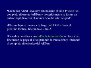 •Un nuevo ARNt lleva otro aminoácido al sitio P vacío del
complejo ribosoma /ARNm y posteriormente se forma un
enlace peptídico con el aminoácido del sitio ocupado.

•El complejo se mueve a lo largo del ARNm hasta el
próximo triplete, liberando el sitio A

•Cuando el codón es un codón de terminación, un factor de
liberación se pega al sitio, parando la traducción y liberando
al complejo ribosómico del ARNm.
 