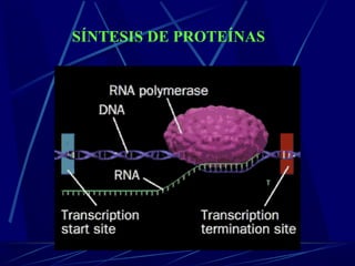 SÍNTESIS DE PROTEÍNAS
 