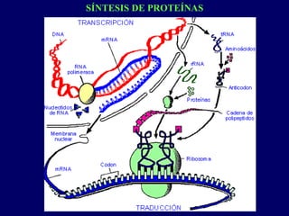 SÍNTESIS DE PROTEÍNAS
 