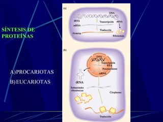 SÍNTESIS DE
PROTEÍNAS




  A)PROCARIOTAS
  B) EUCARIOTAS
 