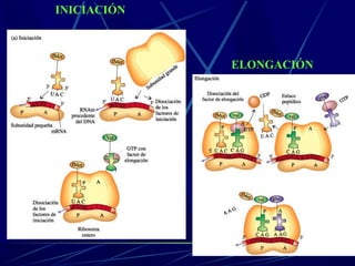 INICIACIÓN



             ELONGACIÓN
 
