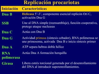 Replicación procariotas
Iniciación   Características
Dna B        Helicasa 5’-3’, componente esencial replicón Ori C,
             activación Dna G
SSB          Une al DNA simple (reensamblaje), función cooperativa,
             protege ataque nucleasas
Dna C        Actúa con Dna B

Dna G        Actividad primasa (síntesis cebador), RNA polimerasa se
             une primosoma, activada Dna B e inicia síntesis primer
Dna A        ATP separa hebras doble hélice

RNA        Actúa Dna A formación horquilla
polimerasa
Girasa       Libera estrés torcional generada por el desenrollamiento
             del DNA al introducir superenrollamientos.
 