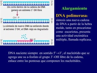 Alargamiento
                                  DNA polimerasa:
                                  síntesis una nueva cadena
                                  de DNA a partir de la hebra
                                  molde, tanto en procariotas
                                  como eucariotas, presenta
                                  una actividad enzimática
                                  múltiple, llamada replicasa.



DNA naciente siempre en sentido 5’→3’, el nucleótido que se
agrega une su a-fosfato al grupo 3’-OH libre de la cadena,
enlace entre las pentosas que componen los nucleótidos.
 
