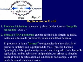 Replicación en E. coli
1. Proteínas iniciadoras reconocen y abren duplex forman “horquilla
   replicadora” (Ori C)
2. Primasa ó RNA polimerasa enzima que inicia la síntesis de DNA.
   Actúa en la forma de primosoma, unido a una DNA helicasa.
  El producto se llama "primer" u oligonucleótido iniciador. Este
  primer se sintetiza con la polaridad de 5' a 3' (proceso llamado
  "priming") y debe quedar antiparalelo con el templado. En la horquilla
  replicadora, ambas hebras son antiparalelas, un primer se sintetiza
  desde el punto de bifurcación de la horquilla hacia abajo, y el otro
  desde la base de ésta hacia arriba.
 