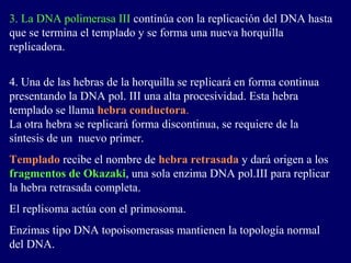 3. La DNA polimerasa III continúa con la replicación del DNA hasta
que se termina el templado y se forma una nueva horquilla
replicadora.


4. Una de las hebras de la horquilla se replicará en forma continua
presentando la DNA pol. III una alta procesividad. Esta hebra
templado se llama hebra conductora.
La otra hebra se replicará forma discontinua, se requiere de la
síntesis de un nuevo primer.
Templado recibe el nombre de hebra retrasada y dará origen a los
fragmentos de Okazaki, una sola enzima DNA pol.III para replicar
la hebra retrasada completa.
El replisoma actúa con el primosoma.
Enzimas tipo DNA topoisomerasas mantienen la topología normal
del DNA.
 
