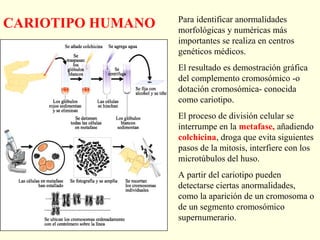 Para identificar anormalidades
CARIOTIPO HUMANO   morfológicas y numéricas más
                   importantes se realiza en centros
                   genéticos médicos.
                   El resultado es demostración gráfica
                   del complemento cromosómico -o
                   dotación cromosómica- conocida
                   como cariotipo.
                   El proceso de división celular se
                   interrumpe en la metafase, añadiendo
                   colchicina, droga que evita siguientes
                   pasos de la mitosis, interfiere con los
                   microtúbulos del huso.
                   A partir del cariotipo pueden
                   detectarse ciertas anormalidades,
                   como la aparición de un cromosoma o
                   de un segmento cromosómico
                   supernumerario.
 