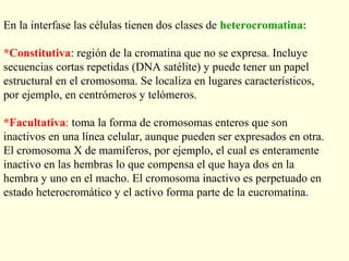 En la interfase las células tienen dos clases de heterocromatina:

*Constitutiva: región de la cromatina que no se expresa. Incluye
secuencias cortas repetidas (DNA satélite) y puede tener un papel
estructural en el cromosoma. Se localiza en lugares característicos,
por ejemplo, en centrómeros y telómeros.

*Facultativa: toma la forma de cromosomas enteros que son
inactivos en una línea celular, aunque pueden ser expresados en otra.
El cromosoma X de mamíferos, por ejemplo, el cual es enteramente
inactivo en las hembras lo que compensa el que haya dos en la
hembra y uno en el macho. El cromosoma inactivo es perpetuado en
estado heterocromático y el activo forma parte de la eucromatina.
 
