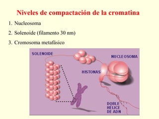 Niveles de compactación de la cromatina
1. Nucleosoma
2. Solenoide (filamento 30 nm)
3. Cromosoma metafásico
 