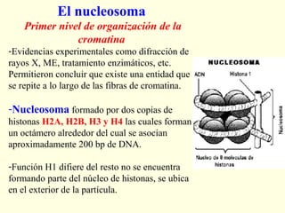 El nucleosoma
    Primer nivel de organización de la
               cromatina
-Evidencias experimentales como difracción de
rayos X, ME, tratamiento enzimáticos, etc.
Permitieron concluir que existe una entidad que
se repite a lo largo de las fibras de cromatina.

-Nucleosoma formado por dos copias de
histonas H2A, H2B, H3 y H4 las cuales forman
un octámero alrededor del cual se asocian
aproximadamente 200 bp de DNA.

-Función H1 difiere del resto no se encuentra
formando parte del núcleo de histonas, se ubica
en el exterior de la partícula.
 