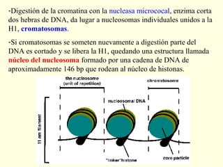 -Digestión de la cromatina con la nucleasa micrococal, enzima corta
dos hebras de DNA, da lugar a nucleosomas individuales unidos a la
H1, cromatosomas.
-Si cromatosomas se someten nuevamente a digestión parte del
DNA es cortado y se libera la H1, quedando una estructura llamada
núcleo del nucleosoma formado por una cadena de DNA de
aproximadamente 146 bp que rodean al núcleo de histonas.
 