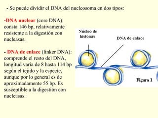 - Se puede dividir el DNA del nucleosoma en dos tipos:

-DNA nuclear (core DNA):
consta 146 bp, relativamente
resistente a la digestión con
nucleasas.

- DNA de enlace (linker DNA):
comprende el resto del DNA,
longitud varía de 8 hasta 114 bp
según el tejido y la especie,
aunque por lo general es de
aproximadamente 55 bp. Es
susceptible a la digestión con
nucleasas.
 