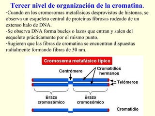 Tercer nivel de organización de la cromatina .
-Cuando en los cromosomas metafásicos desprovistos de histonas, se
observa un esqueleto central de proteínas fibrosas rodeado de un
extenso halo de DNA.
-Se observa DNA forma bucles o lazos que entran y salen del
esqueleto prácticamente por el mismo punto.
-Sugieren que las fibras de cromatina se encuentran dispuestas
radialmente formando fibras de 30 nm.
 