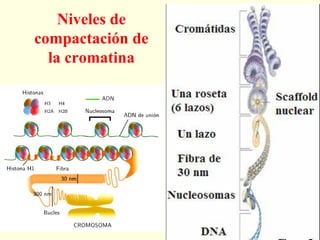 Niveles de
compactación de
  la cromatina
 