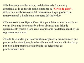 En humanos nacidos vivos, la deleción más frecuente y
estudiada, es la conocida como síndrome de "Grito de gato",
deficiencia del brazo corto del cromosoma 5, que produce un
retraso mental y finalmente la muerte del individuo.

En meiosis la configuración crítica para detectar una deleción es
ver un bivalente heteromorfo, o bien observar una falta de
apareamiento (bucle o lazo en el cromosoma no delecionado) en un
segmento intersticial.

Dada la letalidad y el desequilibrio orgánico y cromosómico que
producen las deleciones, la selección natural tiende a eliminarlas y
por ello la importancia evolutiva de las deleciones es
prácticamente nula.
 
