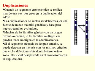 Duplicaciones
Cuando un segmento cromosómico se replica
más de una vez por error en la duplicación del
ADN
Las duplicaciones no suelen ser deletéreas, es una
fuente de nuevo material genético y base para
nuevos cambios evolutivos.
Muchas de las familias génicas con un origen
evolutivo común, o las familias multigénicas
pueden tener su origen en las duplicaciones.
Si el segmento afectado es de gran tamaño, se
puede detectar en meiosis con los mismos criterios
que en las deleciones (bivalente heteromorfo o
zona intersticial desapareada en el cromosoma con
la duplicación).
 