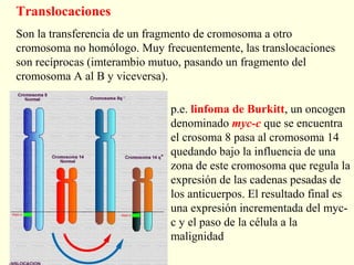Translocaciones
Son la transferencia de un fragmento de cromosoma a otro
cromosoma no homólogo. Muy frecuentemente, las translocaciones
son recíprocas (imterambio mutuo, pasando un fragmento del
cromosoma A al B y viceversa).

                              p.e. linfoma de Burkitt, un oncogen
                              denominado myc-c que se encuentra
                              el crosoma 8 pasa al cromosoma 14
                              quedando bajo la influencia de una
                              zona de este cromosoma que regula la
                              expresión de las cadenas pesadas de
                              los anticuerpos. El resultado final es
                              una expresión incrementada del myc-
                              c y el paso de la célula a la
                              malignidad
 