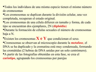 Todos los individuos de una misma especie tienen el mismo número
de cromosomas
Los cromosomas se duplican durante la división celular, una vez
completada, recuperan el estado original.
Los cromosomas de una célula difieren en tamaño y forma, de cada
tipo se encuentran dos ejemplares, 2N (diploidía)
Durante la formación de células sexuales el número de cromosomas
baja a N.
Existen los cromosomas X e Y que condicionan el sexo.
Cromosomas se observan al microscopio durante la metafase, el
DNA se ha duplicado y la cromatina está muy condensada, formando
las cromátidas (2 hebras de DNA unidas por un solo centrómero).
A partir de las fotografías obtenidas en esta fase, se crea el
cariotipo, agrupando los cromosomas por parejas
 