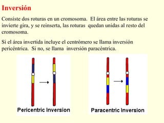 Inversión
Consiste dos roturas en un cromosoma. El área entre las roturas se
invierte gira, y se reinserta, las roturas quedan unidas al resto del
cromosoma.
Si el área invertida incluye el centrómero se llama inversión
pericéntrica. Si no, se llama inversión paracéntrica.
 