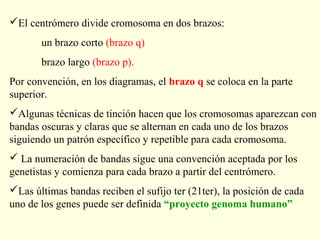 El centrómero divide cromosoma en dos brazos:
       un brazo corto (brazo q)
       brazo largo (brazo p).
Por convención, en los diagramas, el brazo q se coloca en la parte
superior.
Algunas técnicas de tinción hacen que los cromosomas aparezcan con
bandas oscuras y claras que se alternan en cada uno de los brazos
siguiendo un patrón específico y repetible para cada cromosoma.
 La numeración de bandas sigue una convención aceptada por los
genetistas y comienza para cada brazo a partir del centrómero.
Las últimas bandas reciben el sufijo ter (21ter), la posición de cada
uno de los genes puede ser definida “proyecto genoma humano”
 