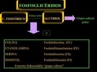 FOSFOGLICÉRIDOS

                Enlace éster
AC. FOSFÓRICO                  ALCOHOL                   Grupo cabeza
                                                            polar


                                +

  COLINA                       Fosfatidilcolina (FC)
  ETANOLAMINA                  Fosfatidiletanolamina (FE)
  SERINA                       Fosfatidilserina (FS)
  INOSITOL                     Fosfatidilinositol (FI)
       Extremo hidrosoluble “grupo cabeza”
 