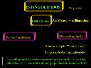 ESFINGOLÍPIDOS                  No glicerol



                      CERAMIDA     Ac. Graso + esfingosina



Fosfoesfingolípidos                     Glucoesfingolípidos


                             Azúcar simple: “cerebrósido”
                             Oligosacárido: “gangliósido”
 Las esfingomielinas están compuestas por ceramida + un ácido
ortofosfórico + una molécula con grupo alcohol (aminoalcohol).
 