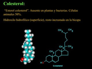 Colesterol:
 “Esterol colesterol”. Ausente en plantas y bacterias. Células
animales 50%.
Hidroxilo hidrofílico (superficie), resto incrustado en la bicapa
 
