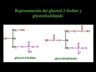 Representación del glicerol-3-fosfato y
         glicerofosfolípido
 
