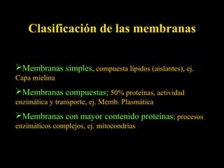 Clasificación de las membranas


Membranas simples, compuesta lípidos (aislantes), ej.
Capa mielina
Membranas compuestas; 50% proteínas, actividad
enzimática y transporte, ej. Memb. Plasmática
Membranas con mayor contenido proteínas; procesos
enzimáticos complejos, ej. mitocondrias
 